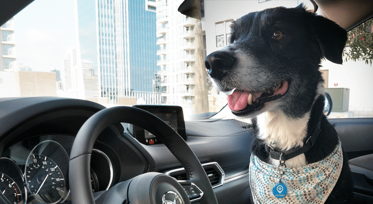 Black and white dog sit in a car with a Pin Paws dynamic dog tag on his collar and a bandana around his neck