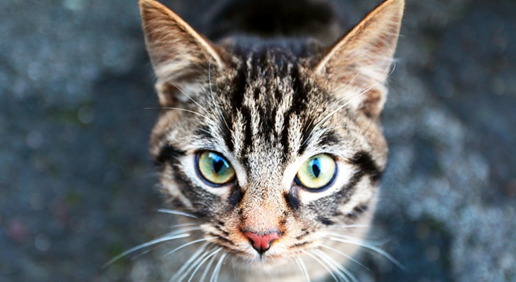 Brown with black stripes cats face with green eyes, a pink nose and white whiskers