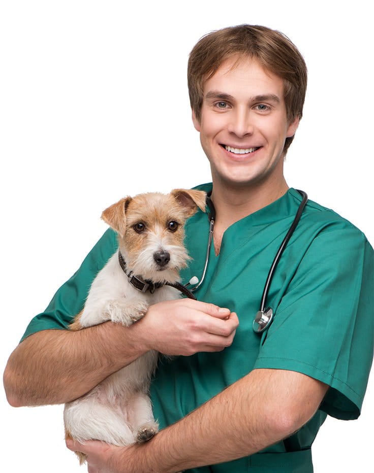 Male doctor in green scrub top with stethoscope and holding scruffy light brown and white pup