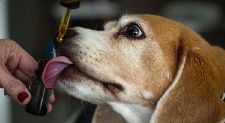 beagle taking CBD oil from a dropper that a human and is holding
