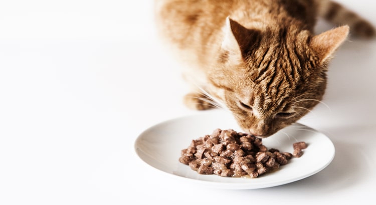 Tabby colored cat sitting on the floor and eating wet food from a white plate