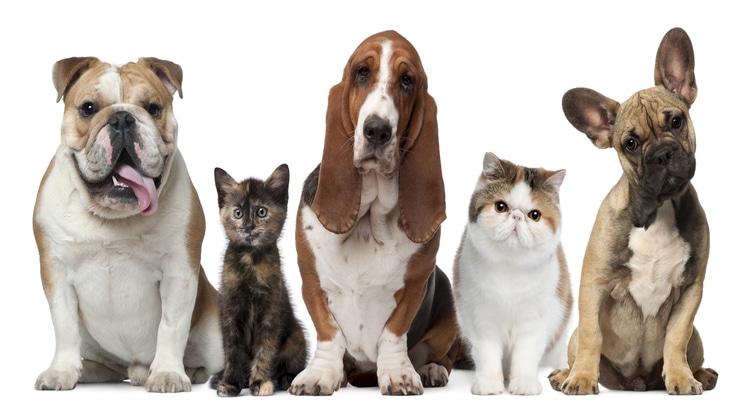 Collection of pups and cats sitting in a line with a white background and looking forward at the camera