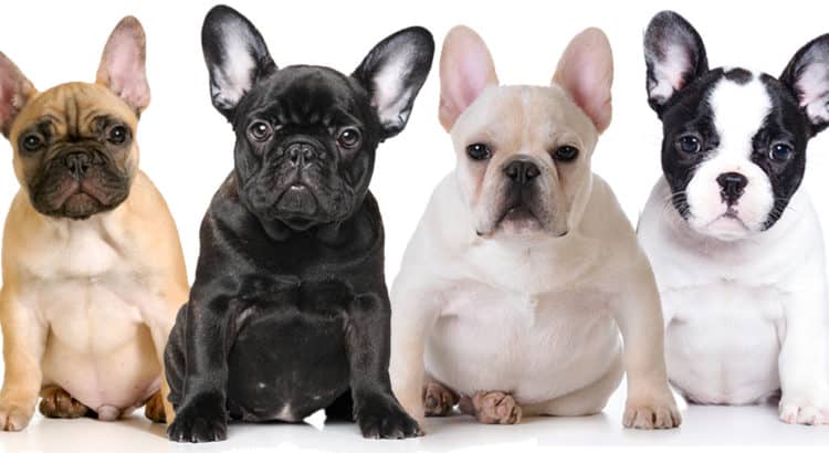 Tan, Black, White and Multi-colored French Bulldog sitting for a picture looking forward at the camera