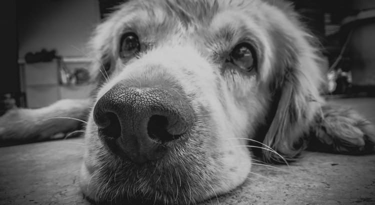 The face of an elderly golden retriever laying with his head on the floor and arms out to his side.