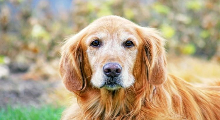 Close up of an old Golden Retriever with white on his face