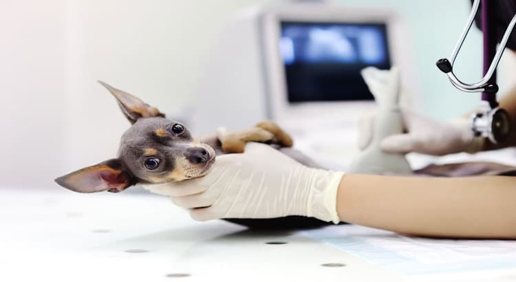Chocolate brown chihuahua dog laying on his back being held by a vet for examination with an ultrasound screen in the background