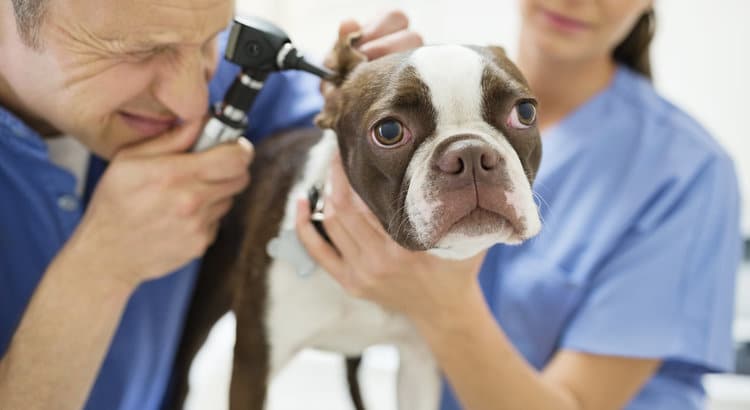 brown and white Boston terrier receiving examination with otoscope