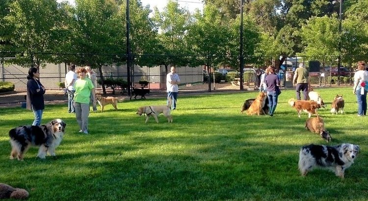 Pet parents standing around a dog park of green grass while pups are seen walking around