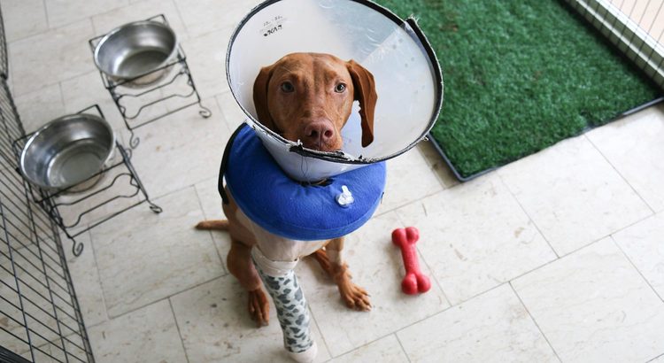Large brown dog with cone on head and neck and cast on right leg