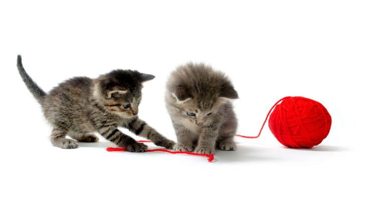 Two grey kittens playing with a red ball of yarn