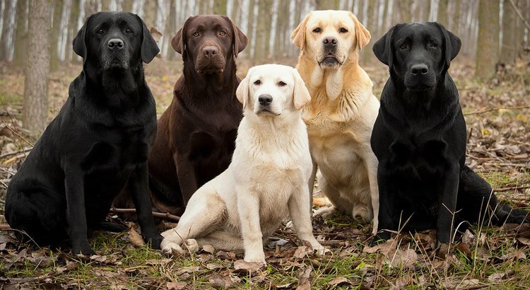 Two black, one brown and two yellow adult Labrador retrievers sitting in the leaves in the fall.