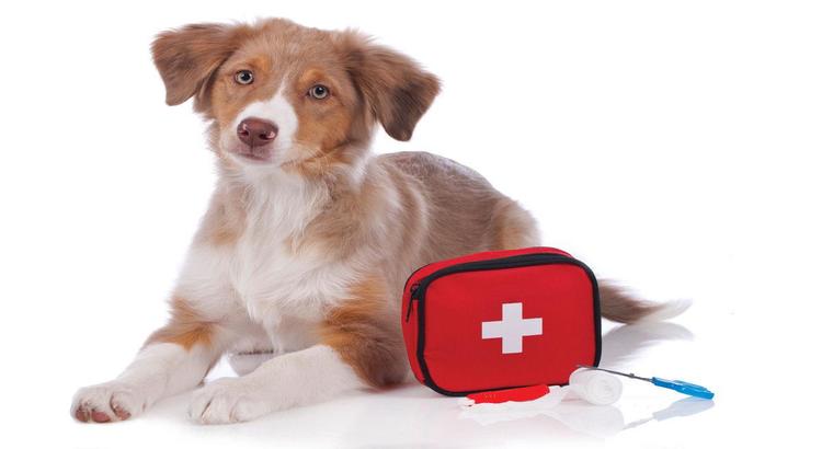 Medium sized brown dog laying on the ground with a pet first aid kit next to him