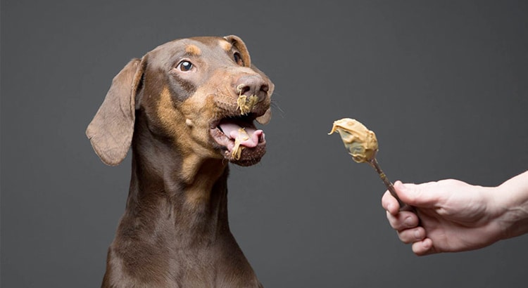 Dark brown dog with his mouth open and eyes big reach to accept a spoon full of peanut butter