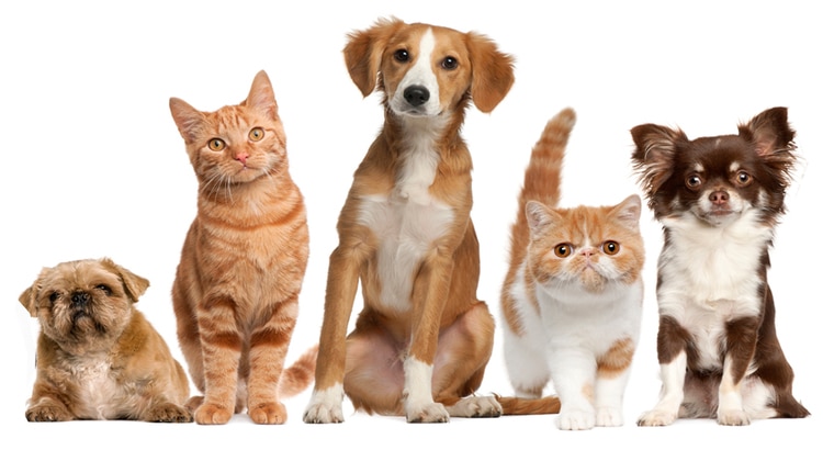 A combination of dogs and cats in one home covered with a Pin Paws Plus membership
