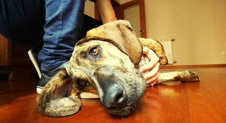 Large brown dog laying on the floor being cared for after seizure