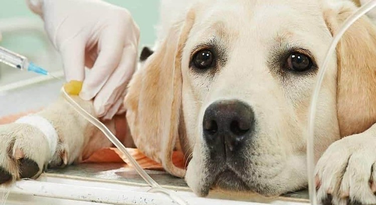 Yellow lab receiving IV medications at the vet