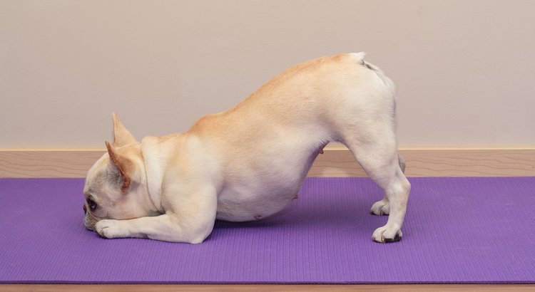 White frenchie performing downward dog on purple yoga mat
