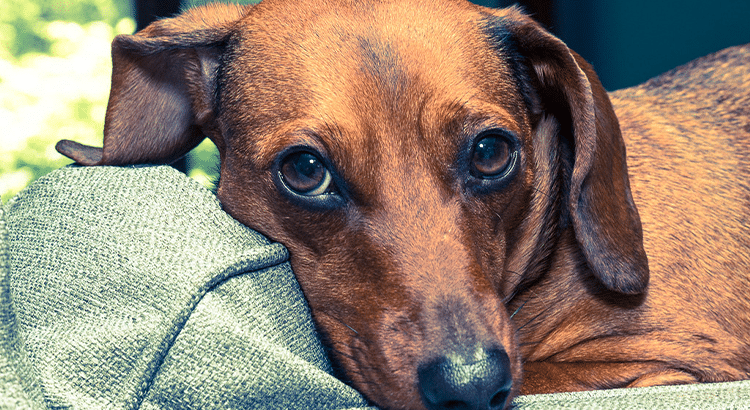 Sad medium brown dachshund pups face with his head laying on a blanket