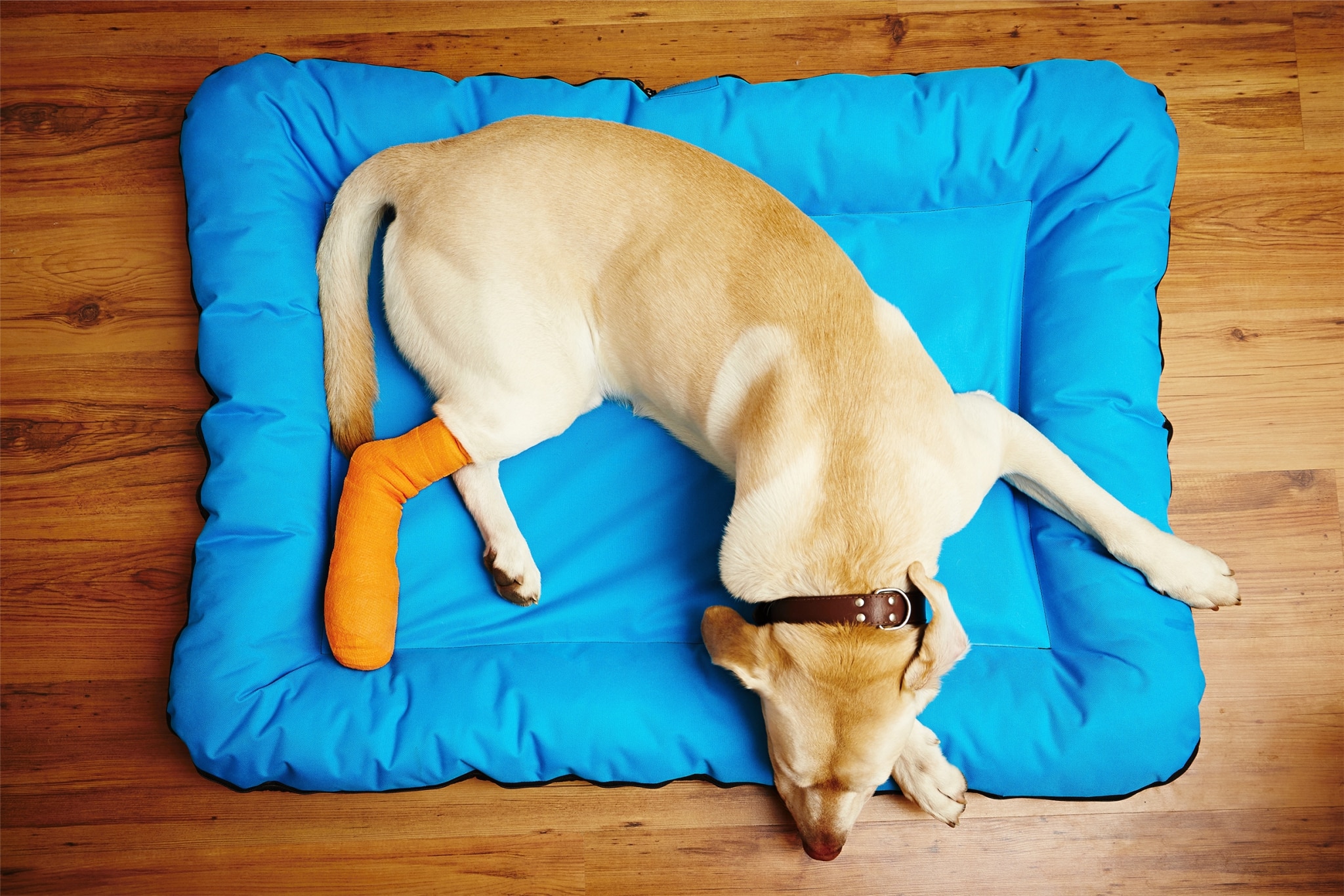 Yellow lab laying in a blue dog bed with orange cast on right back let and foot