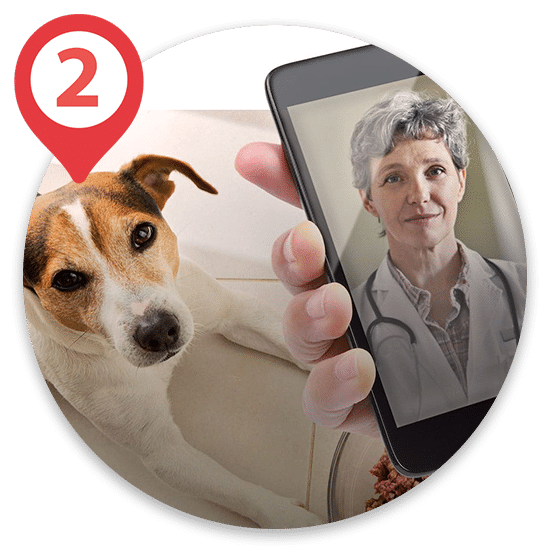 Veterinarian on phone to help with sick pet advice