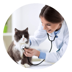 Smaller grey and white cat receiving an examination from a veterinarian with a stethoscope