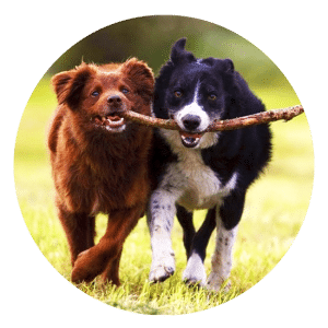Large brown and large black and white dogs running and holding a long stick together in their mouths