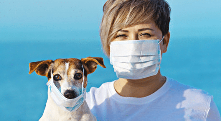 woman with short brown hair and a brown and white terrier dog wearing surgical masks