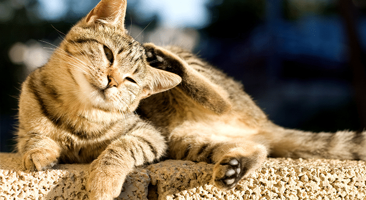 tan cat laying on a half brick wall, scratching its left ear with its left back foot