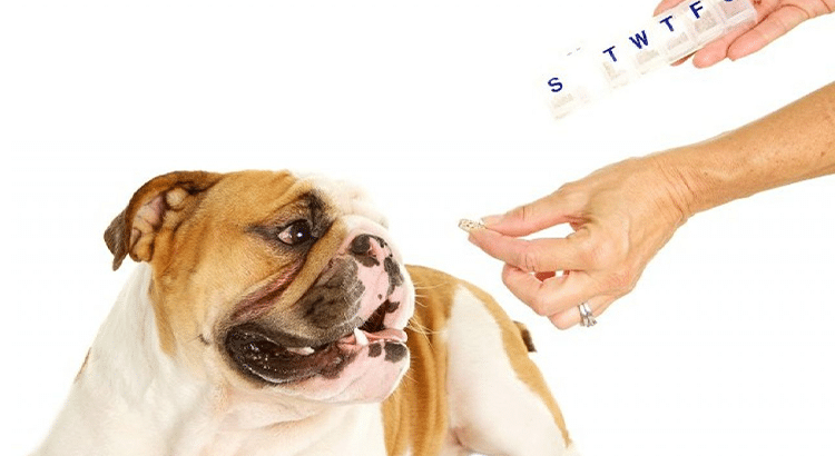 bull dog receiving medication for hypothyroidism