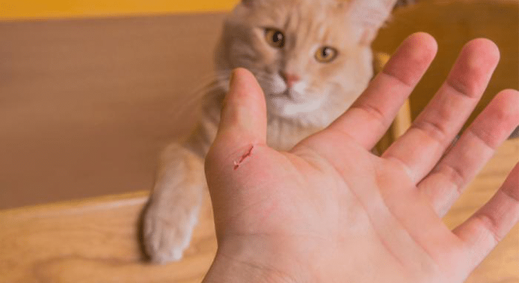orange cat in the background with a person's hand in the forefront who has been scratched