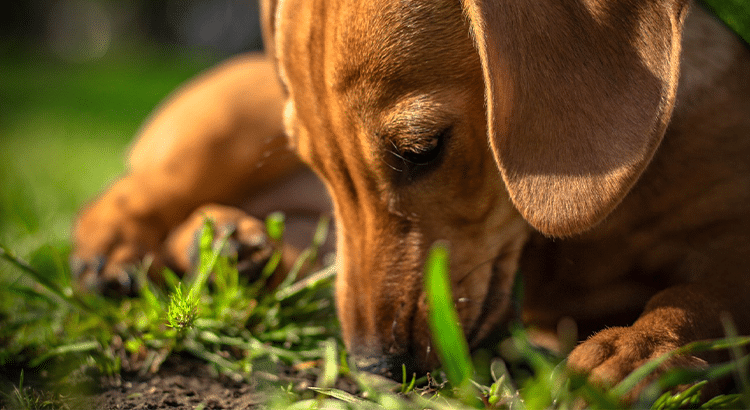Brown daschund pup laying in the grass eating poop