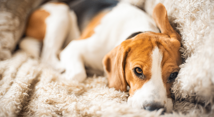 beagle dog laying on the couch on a fluffy blanket and looking sad