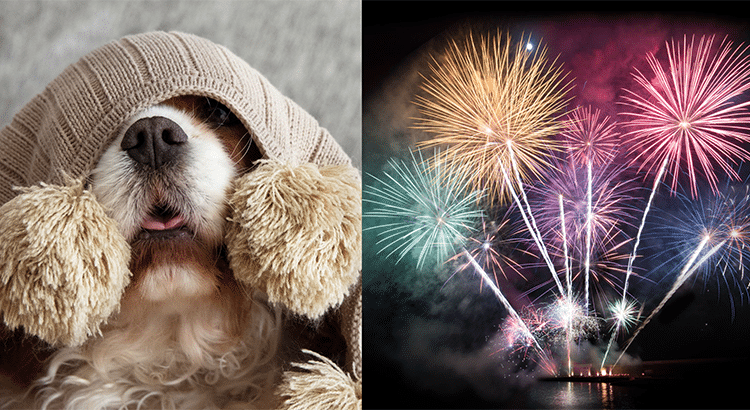 dog covering his head with a blanket and fireworks going off