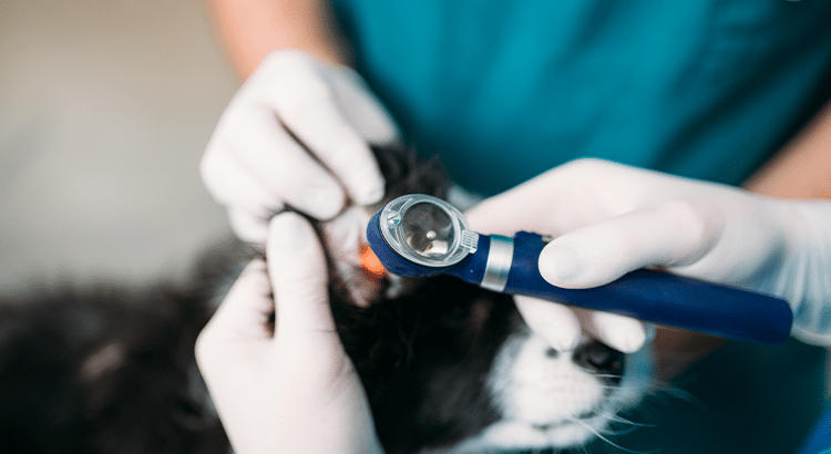 veterinarian checking dogs ear with tool