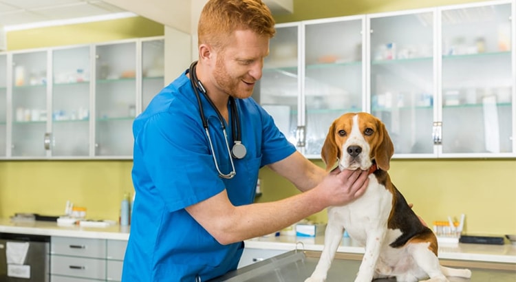 veterinarian in blue scrubs examining a beagle dog on an exam table at the vets office