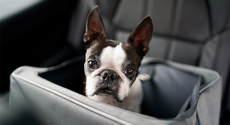 Boston Terrier riding in a grey dog car seat