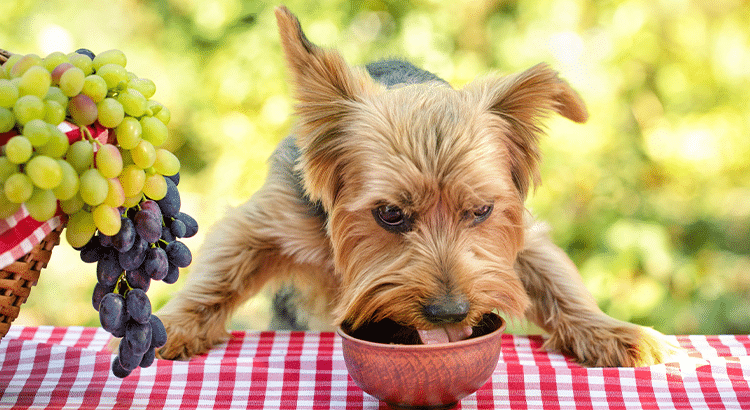 dog eats from a bowl sitting on a red and white tablecloth with grapes hanging nearby