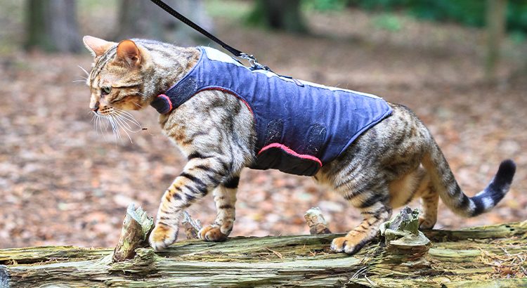 how to train a cat to wear a harness