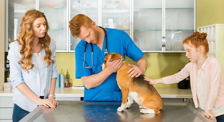 veterinarian checking our a beagle for parvovirus with pet parent and child present