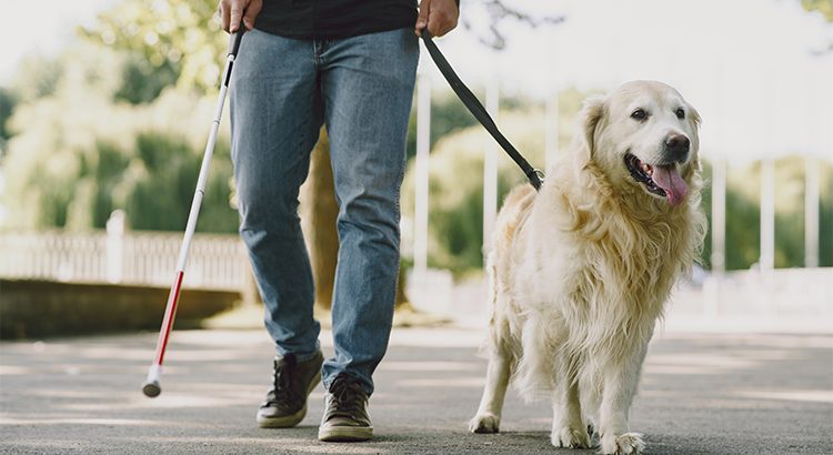 White service dog helping a blind man walk with a walking cane.