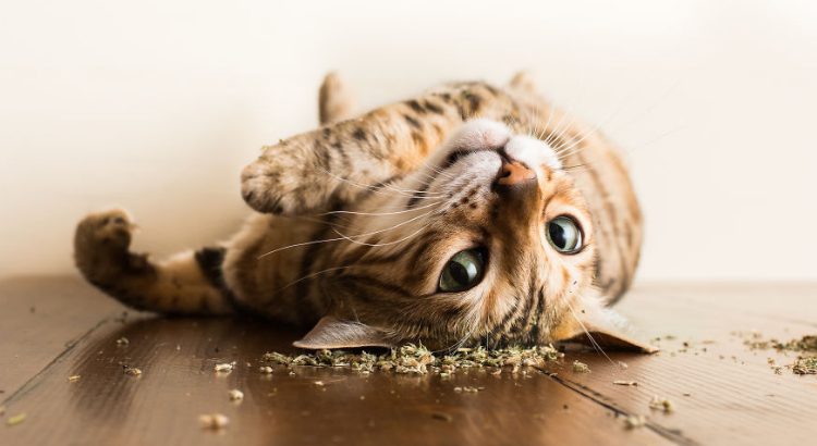 a tabby colored cat rolling around in catnip on his back
