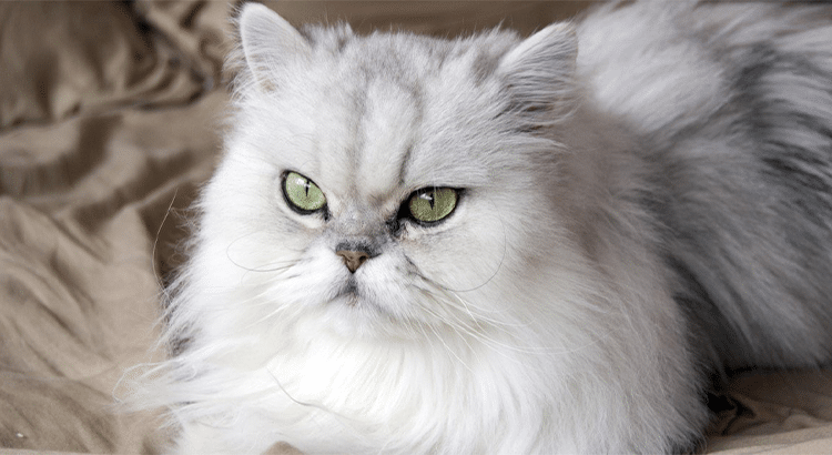 The face of a white Persian Cat with green eyes