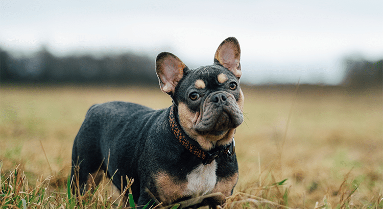 French bulldog standing in a fiend with a red and black collar