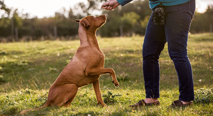 person in blue jeans with a training bag on her hip and offering a dog a treat as positive reinforcement training