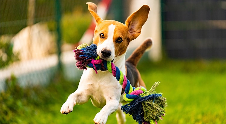 10 Of The Most Popular Dog Toys On The Market Pin Paws